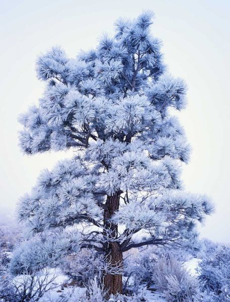 CA, Sierra Nevada Frost-covered Jeffrey Pine